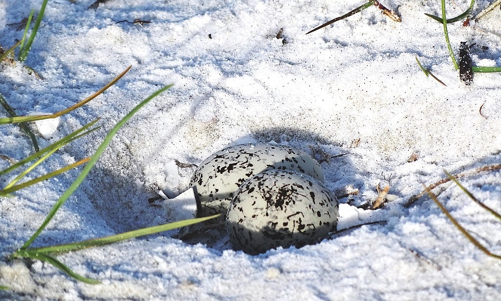 (Courtesy Catherine Luckner) Snowy plovers, shorebirds known to nest on Siesta Key, scrape "nests" out of the sand to lay their eggs.