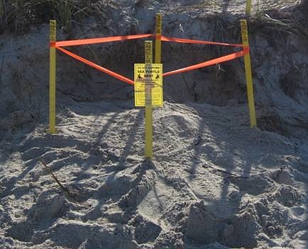 Researchers have documented 1,095 turtle nests through June 21. (Courtesy Mote Marine Laboratory)