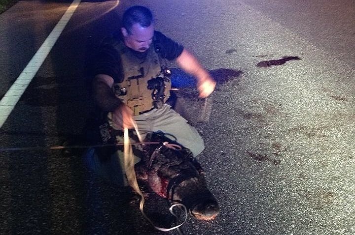 (Courtesy) Sarasota County Sheriff's Office deputy Blake Luce secures an alligator that was struck by a car on Richardson Road Monday.