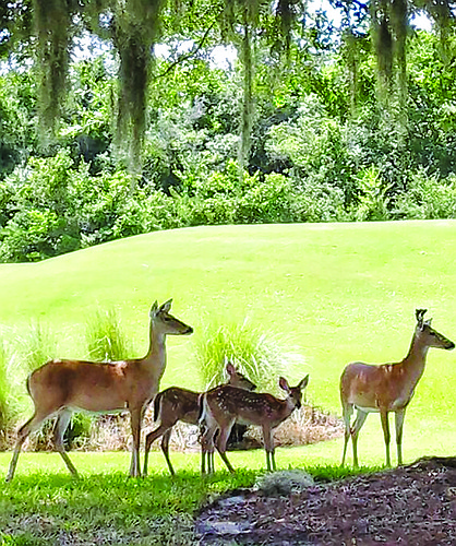 Julie Knutzen submitted this photo of a deer family, taken on the Legacy Golf Club course.