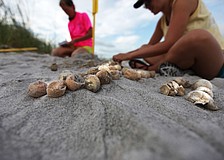 There were 93 hatched and 27 unhatched eggs in the nest.
