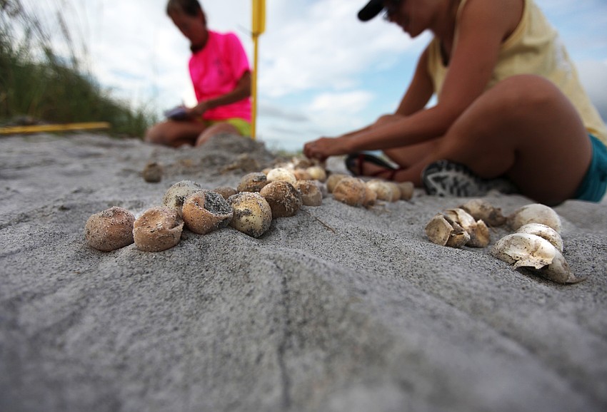 There were 93 hatched and 27 unhatched eggs in the nest.