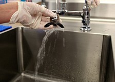 "A predator will break the egg open and eat the yoke, but leave the baby," said Holly West.