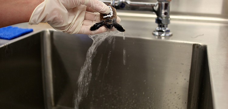 "A predator will break the egg open and eat the yoke, but leave the baby," said Holly West.