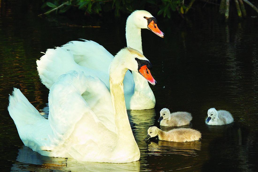 Photo courtesy of Lou Newman Alan and Beverly in 2012 with three of their cygnets, none of which survived.