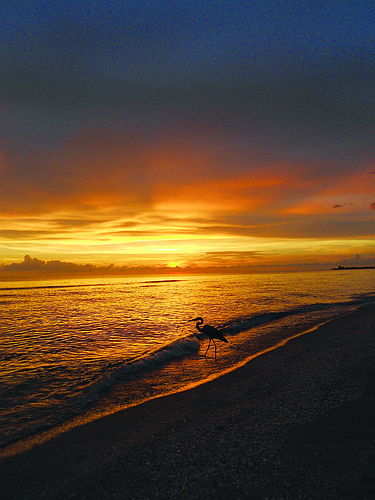Richard Wulterkens submitted this sunset photo of a heron, taken on Siesta Key.