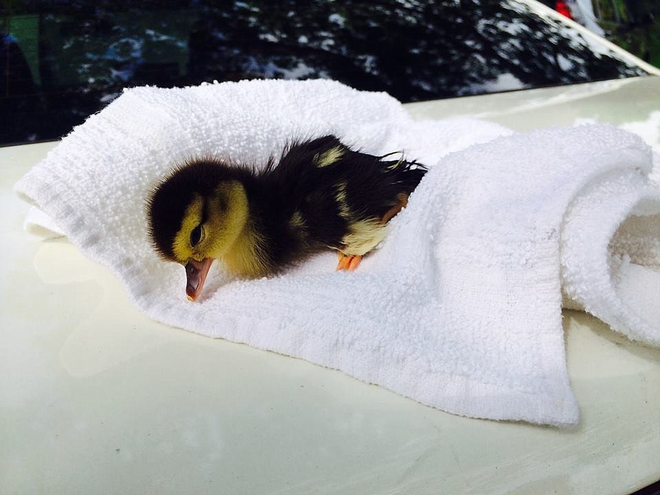 A Sarasota Police officer found this ducking, Freddy, near Robarts Arena this morning.
