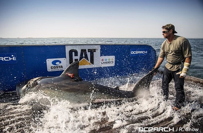 Mote researchers tagged Katharine in August 2013 on the M/V OCEARCH. (Robert Snow Photography)
