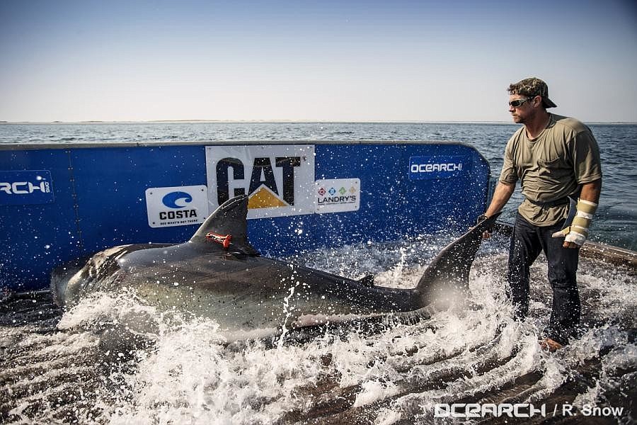 Mote researchers tagged Katharine in August 2013 on the M/V OCEARCH. (Robert Snow Photography)
