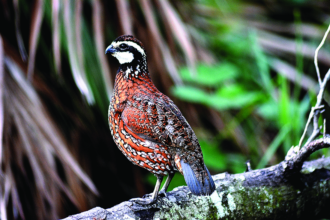 Photos by Mike McLaughlin and Pam Eubanks A type of quail, the bobwhite lives in brushy pastures and open woodlands.