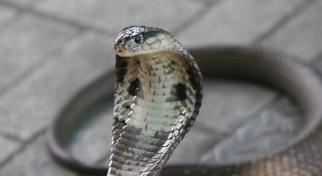 The Florida Fish and Wildlife Conservation Commission seized a monocled cobra, among seven venomous reptiles, from a Sarasota man last week.