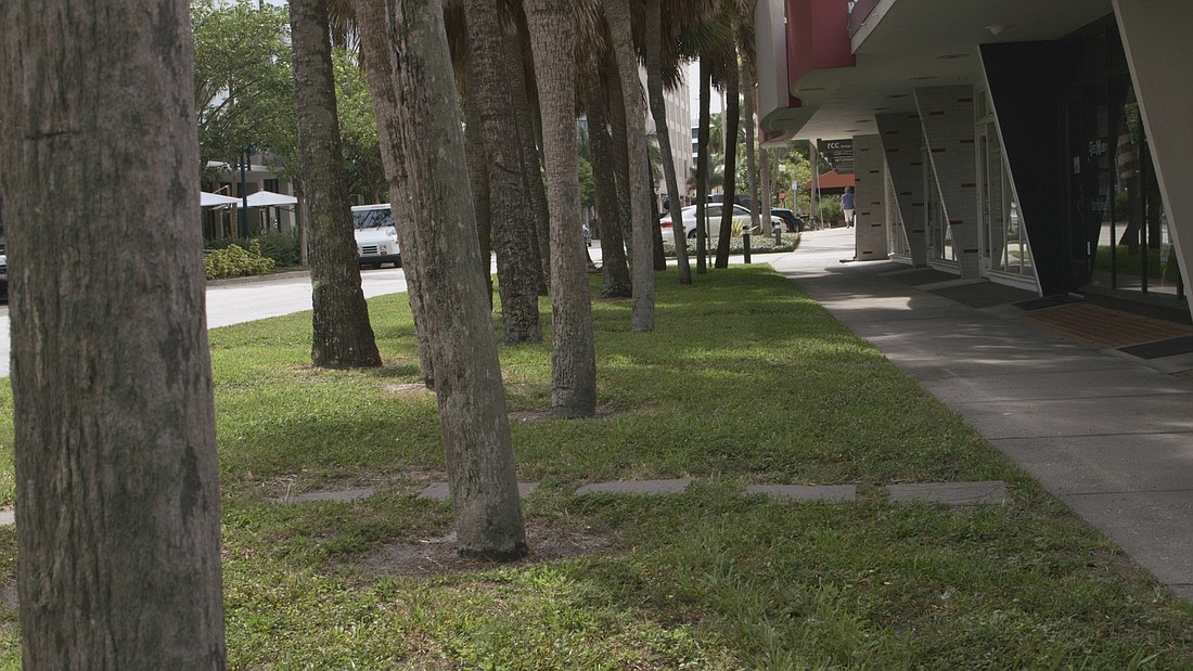 A palm grove on North Palm Avenue causes flooding and other issues, nearby businesses say. The City Commission will consider removing the trees later this month.