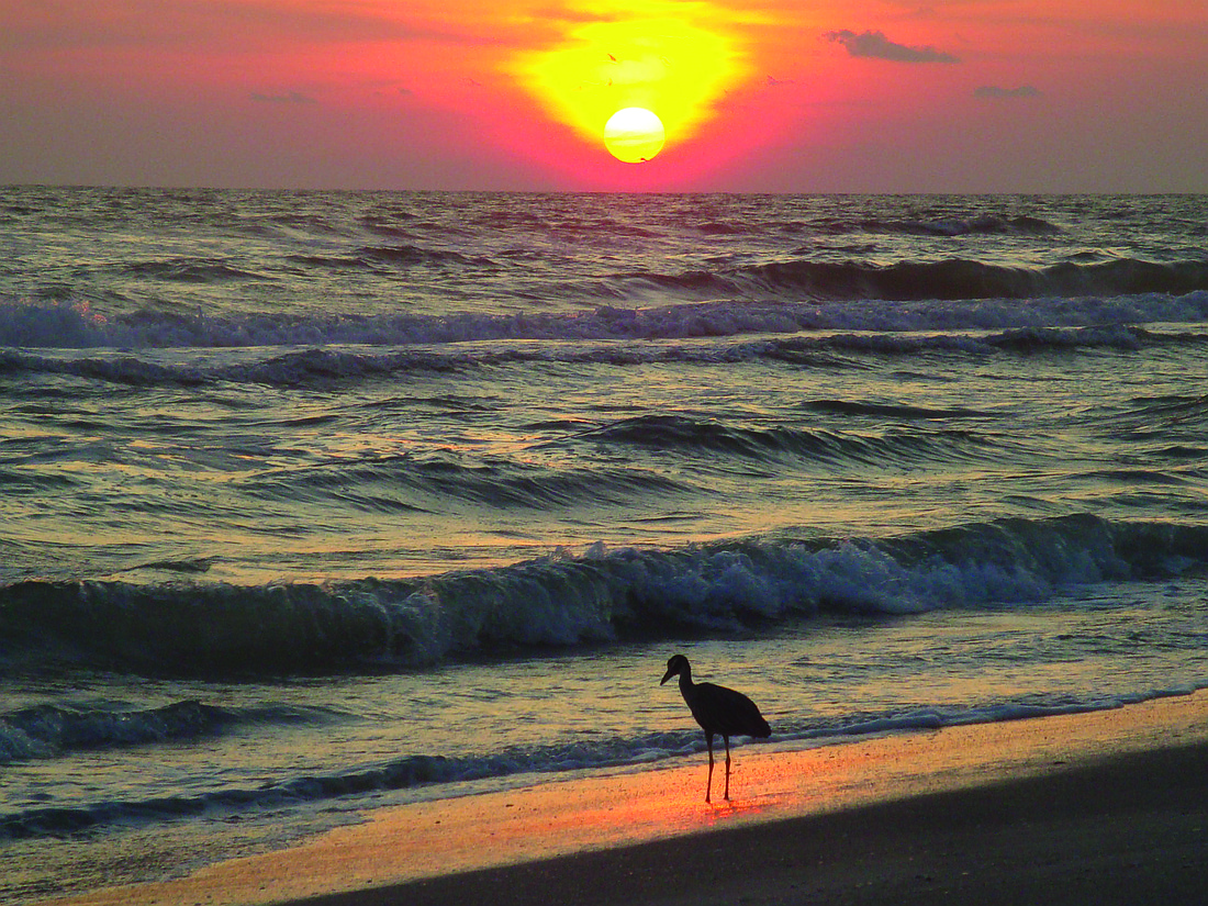 Michael Koscec submitted this photo of a heron at sunset on Longboat Key.