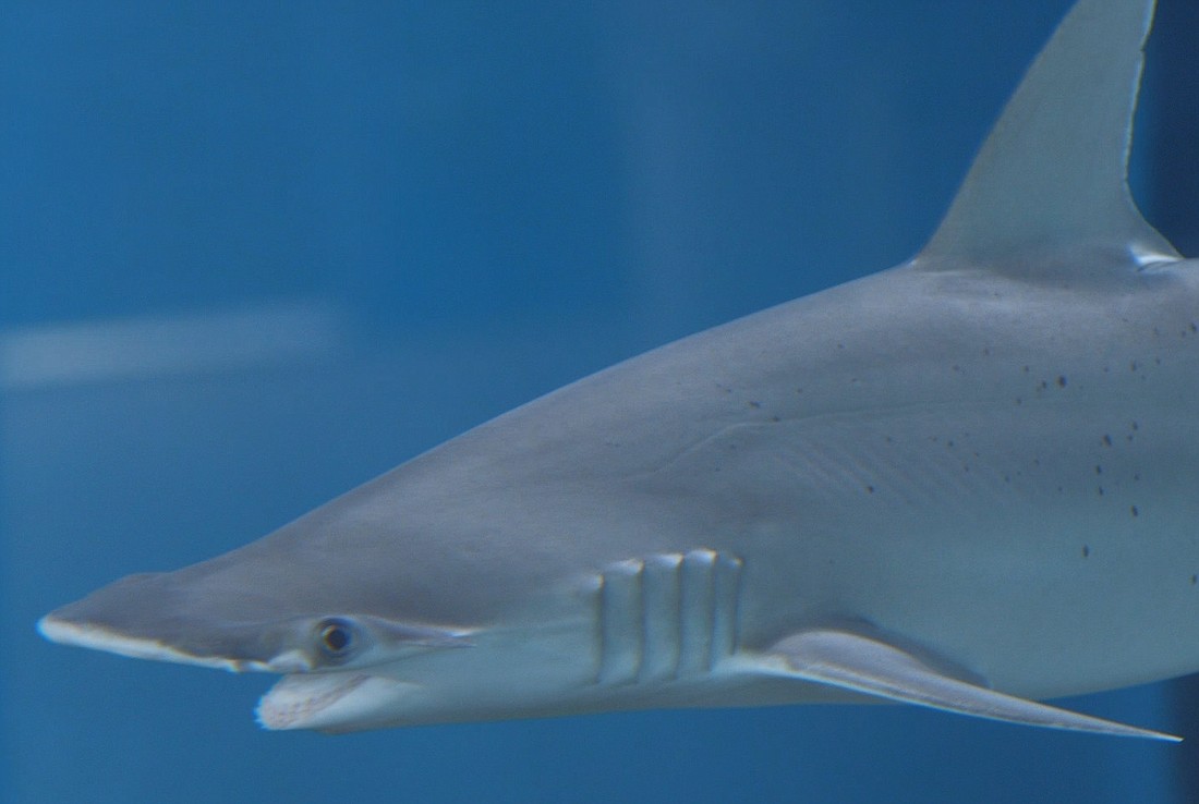 Mote Marine Laboratory senior scientist Carl Luer said the bonnethead shark is an efficient biomedical model.