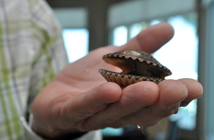 Volunteers help to monitor the scallop count in Sarasota Bay during the annual Scallop Search.