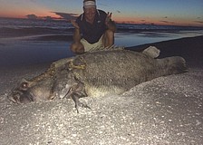 Ray Robinson with a 200 pound Atlantic goliath grouper, or Jewfish, found washed up on a beach near Cannon Marina Aug. 19.  He said that the fish was there for two days but is now gone.