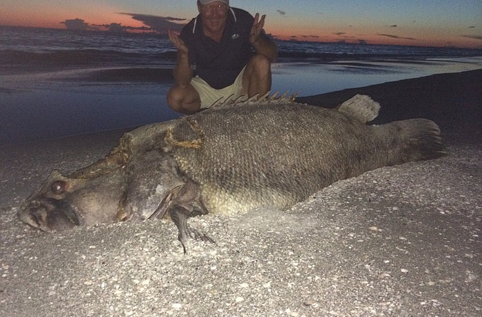 Ray Robinson with a 200 pound Atlantic goliath grouper, or Jewfish, found washed up on a beach near Cannon Marina Aug. 19.  He said that the fish was there for two days but is now gone.