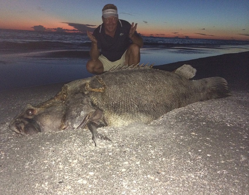 Ray Robinson with a 200 pound Atlantic goliath grouper, or Jewfish, found washed up on a beach near Cannon Marina Aug. 19.  He said that the fish was there for two days but is now gone.