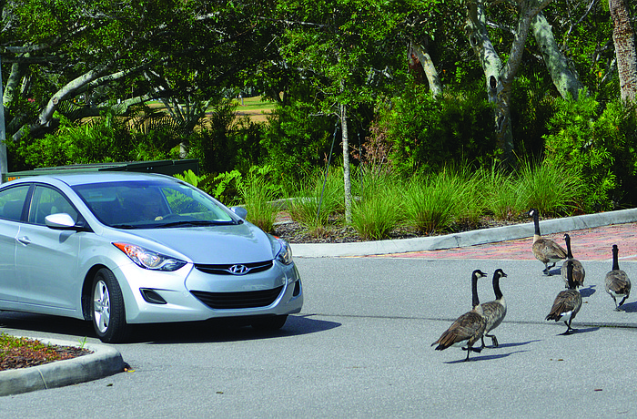 A driver waits on a flock of geese to cross the road in the Bay Isles area. Photo by Caleb Motsinger
