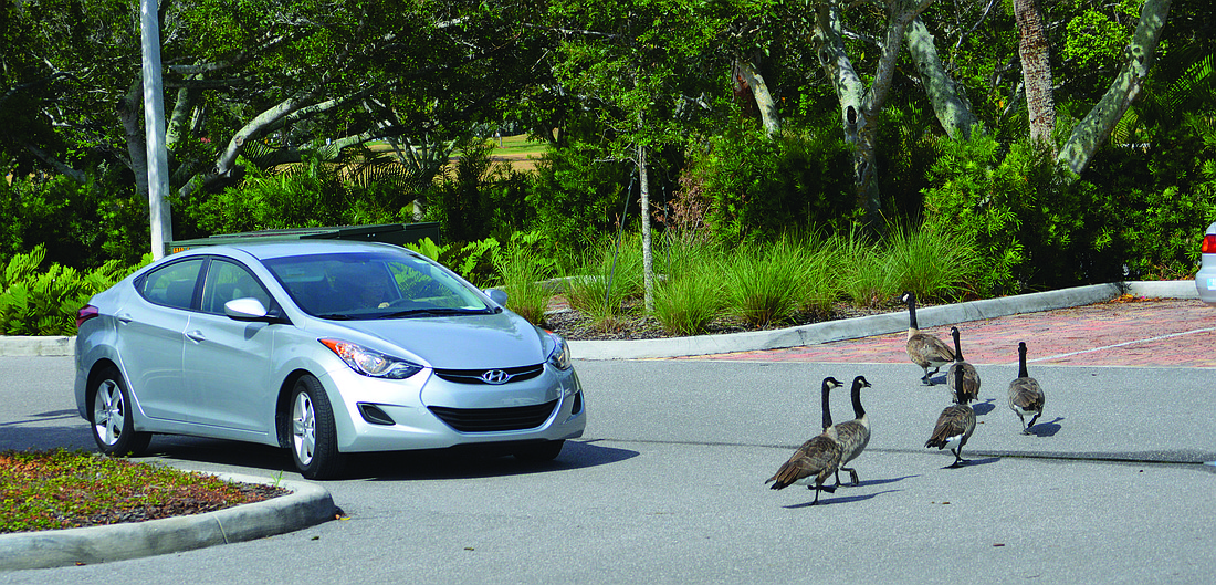 A driver waits on a flock of geese to cross the road in the Bay Isles area. Photo by Caleb Motsinger