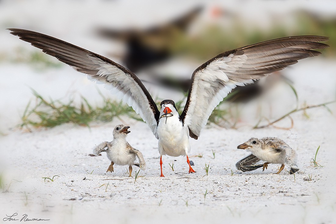 An adult black skimmer brings in a small fish for two chicks. Photos courtesy of Dr. Lou Newman