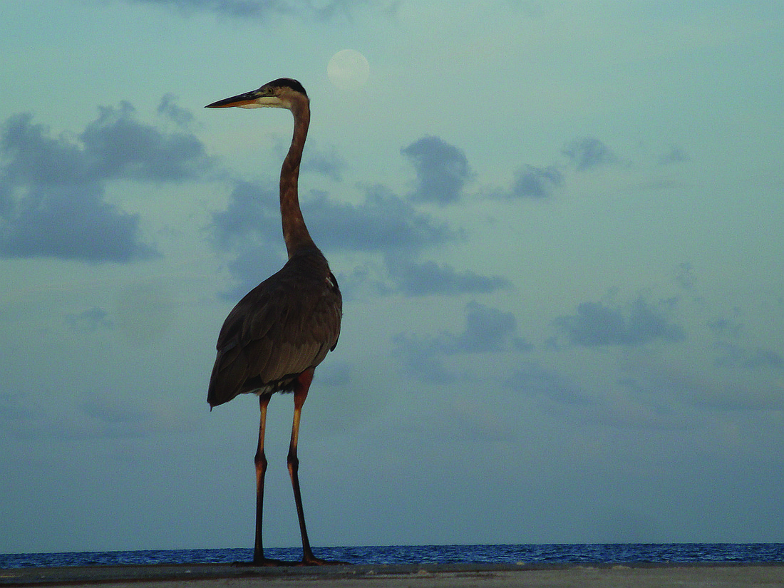 Michael Koscec submitted this photo of a heron standing on a groin on Longboat Key. The supermoon is faded in the background.