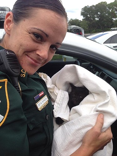 (Courtesy Sarasota County SheriffÃ¢â‚¬â„¢s Office) Sarasota County deputy Michelle Pufnock cradles the kitten she saved from traffic Wednesday.