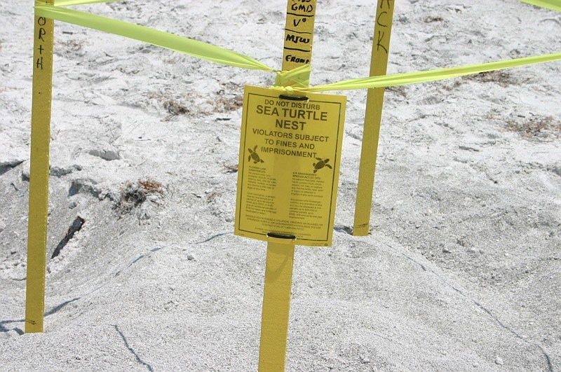 Volunteers mark turtle nests with stakes to protect and document the nests.