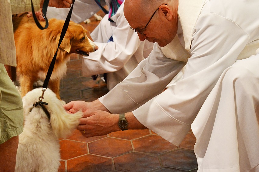 Maltese cockapoo, Mac receives a blessing from the Rev. John C. N. Hall.