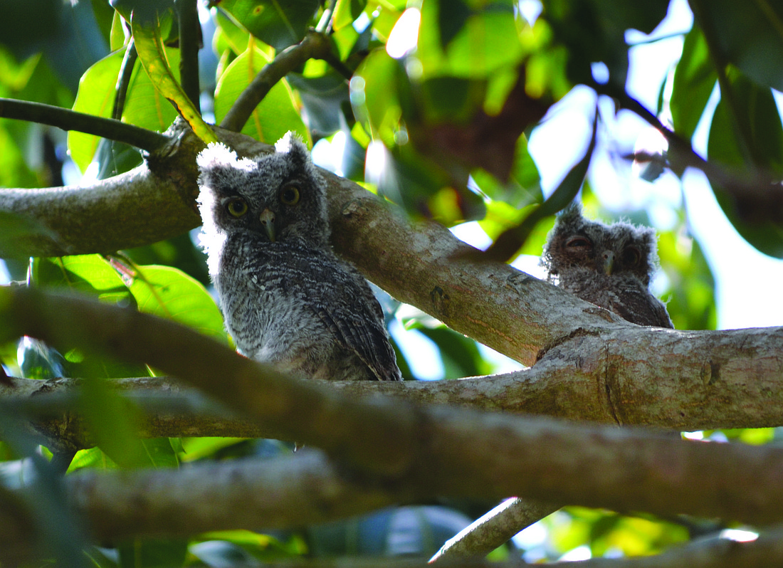 Kristy Cail submitted this photo of a family of owls perched in a mango tree in her yard.