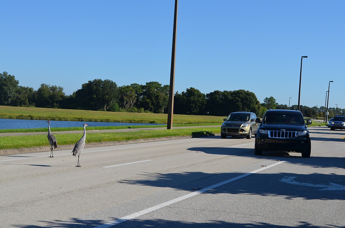 The birds stood in the right hand lane for more than 20 minutes, squawking at approaching motorists.