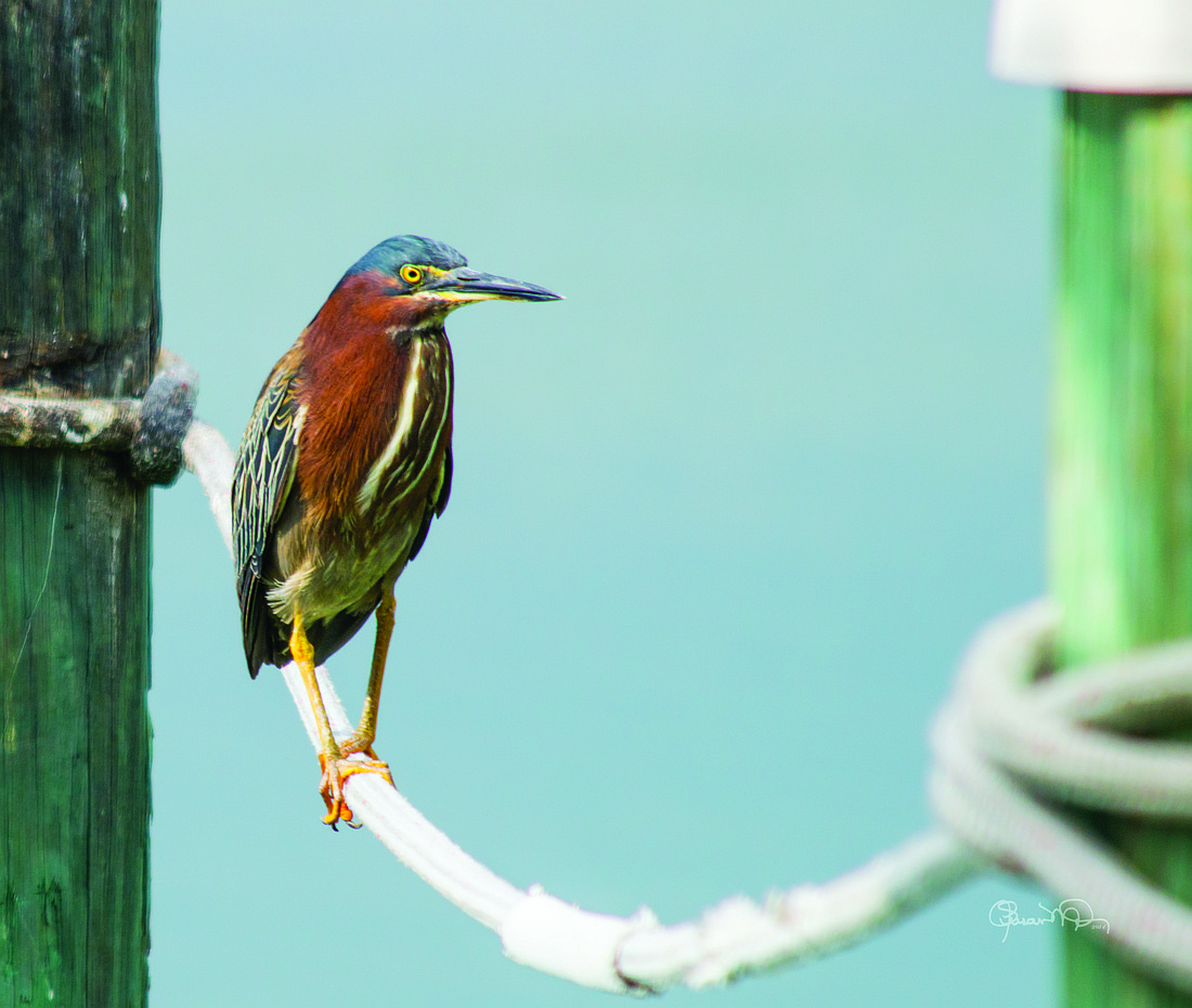 Susan Molnar submitted this photo of a green heron doing the "Nik Wallenda" outside the Dry Dock Waterfront Grill on Longboat Key.