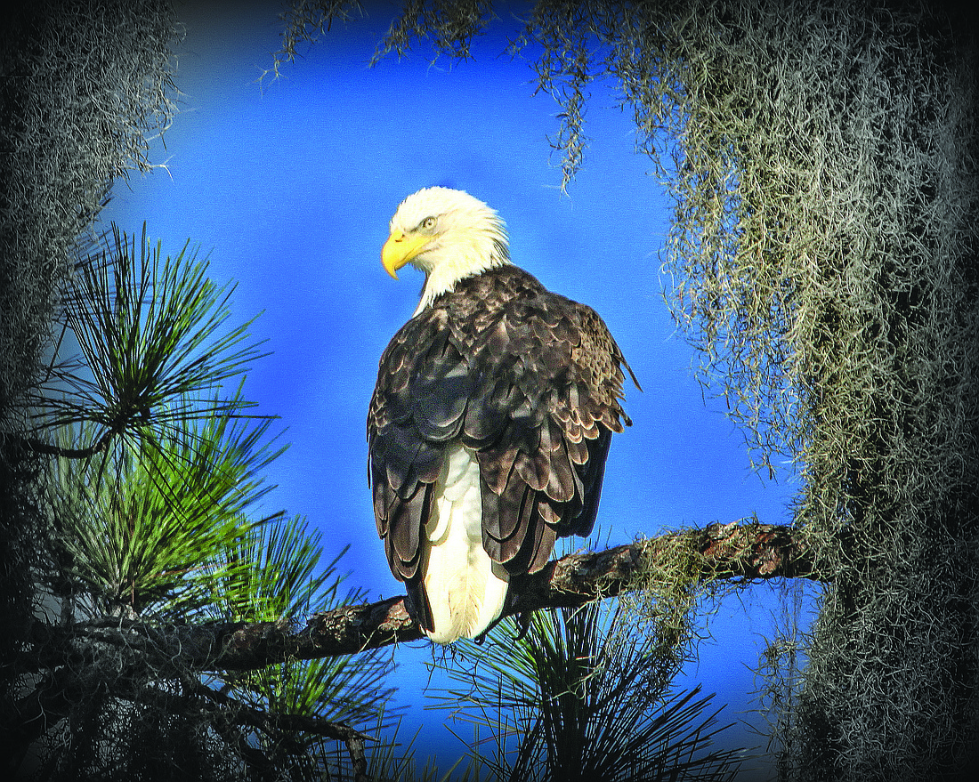 Vincent Veneruso submitted this photo of a bald eagle perched on a branch, taken on White Eagle Boulevard near State Road 70.