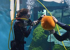Divers carved pumpkins underwater in the shark tank at the Mote Night of Fish, Fun and Fright.