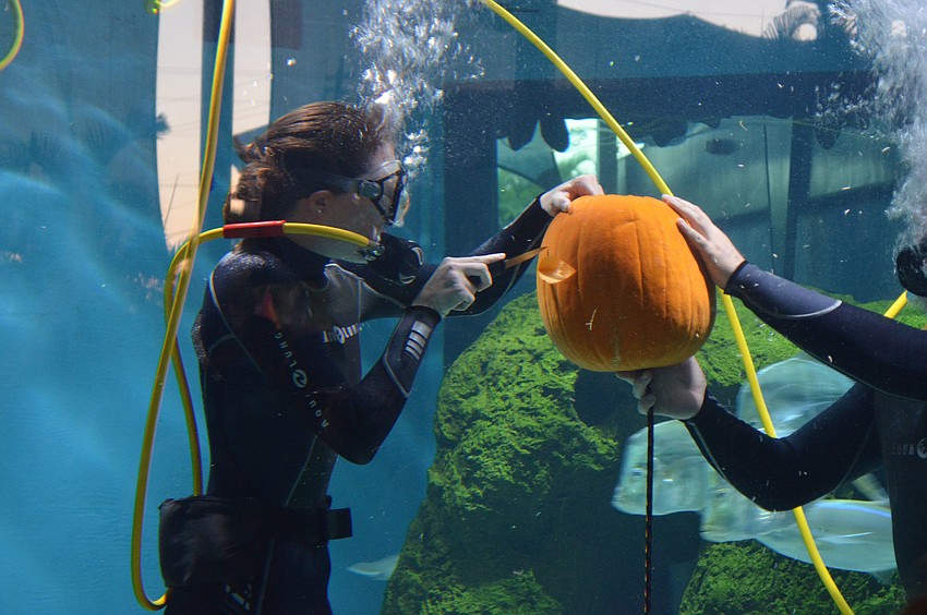 Divers carved pumpkins underwater in the shark tank at the Mote Night of Fish, Fun and Fright.
