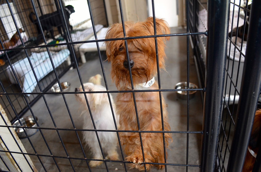 More than 300 dogs and other animals were confiscated from Napier's Log Cabin Horse and Animal Sanctuary Feb. 5. Nate's Honor Animal Rescue and other organizations took in the animals. File photo.