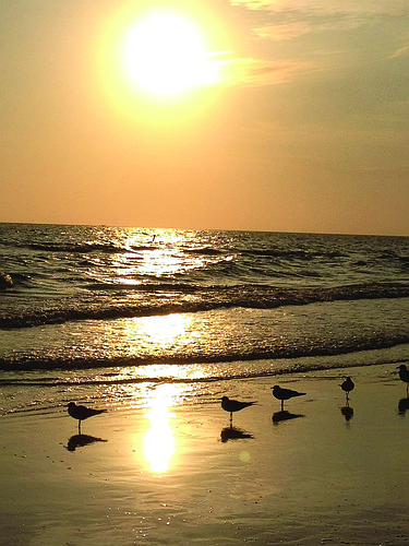 Lakewood Ranch resident William Marrone submitted this sunset photo, taken on Siesta Key.