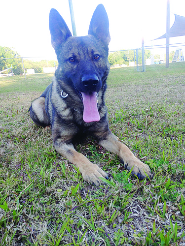 Four-year-old Casio will be among the K-9 deputies trained near Braden River High School and Manatee Technical Institute. Photo by Amanda Sebastiano