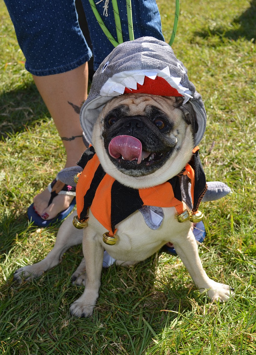 Three-year-old pug Harley is dressed as a shark.