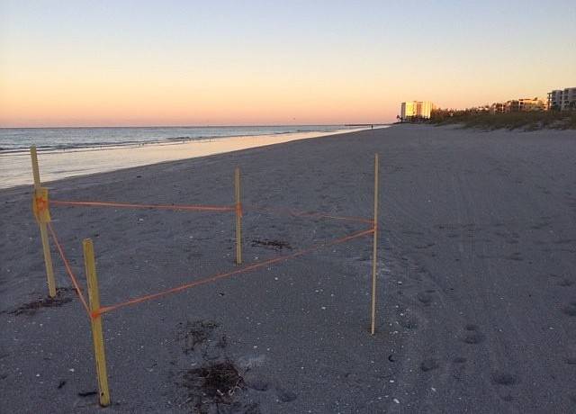 Mote will excavate the last nest of season. (Courtesy photo)