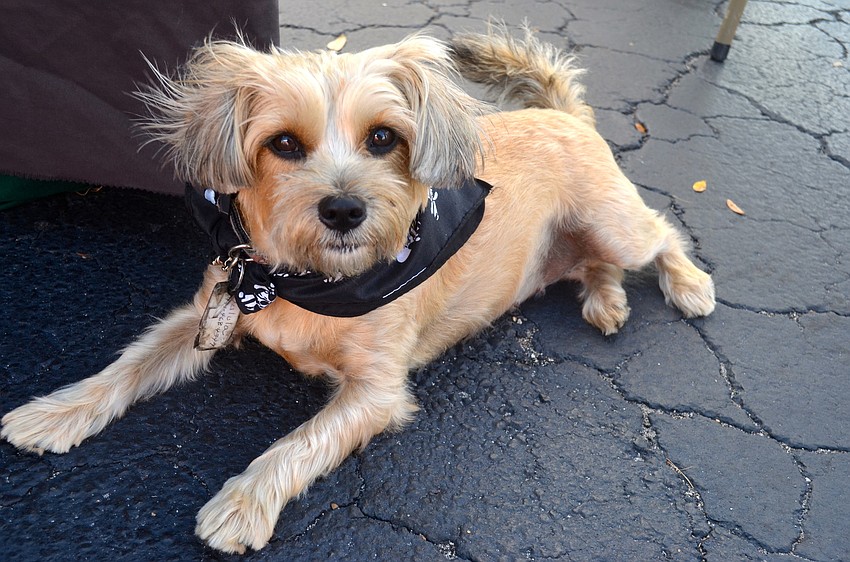 Tulula spends time in the shade during the festival.