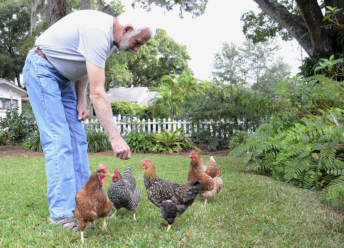 Francis Tiner lives in city of Sarasota limits. His hens Ã¢â‚¬â€ or his "girls"Ã¢â‚¬â€ are fenced in his yard, and he considers them pets. "Chickens are personable," Tiner said. Photo by Jessica Salmond