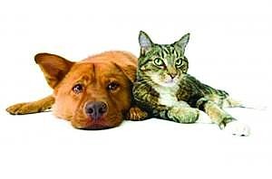 Manatee County Animal Services will have dogs and cats available for $20 this weekend.