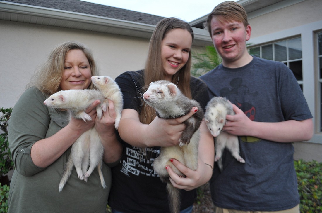 Kelly,  Olivia and Callum Gessner hold their ferrets: Rufus, Shirley, Teddy and Flatso. All four ferrets escaped, but Teddy survived two days outside in the rain and cold alone, before returning home. Photos by Pam Eubanks