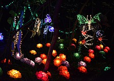 A garden of lights blooms down one of the walk ways at Marie Selby Botanical Gardens Lights in Bloom display.