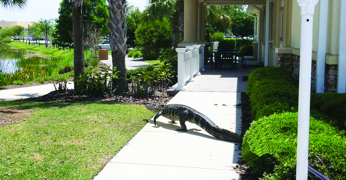 Trappers remove gators if Ranch residents report a nuisance. File photo