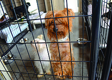 Volunteers helped care for animals rescued from Napier's Log Cabin Horse and Animal Sanctuary.