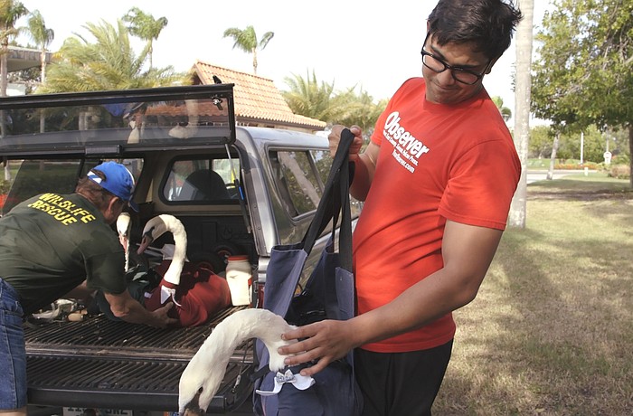 Observer Digital Editor Alex Mahadevan helps load four cygnets into a truck following their capture. Photos by Colin Reid