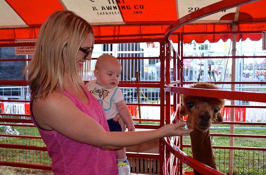 Katie Hattie shows her son, Bryce, young alpacas and other animals.