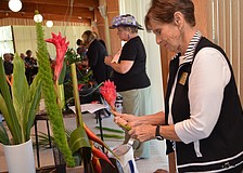 Clare Milligan bends a stock of ginger for her entry for the Sarasota Garden Club Floral Design Challenge.